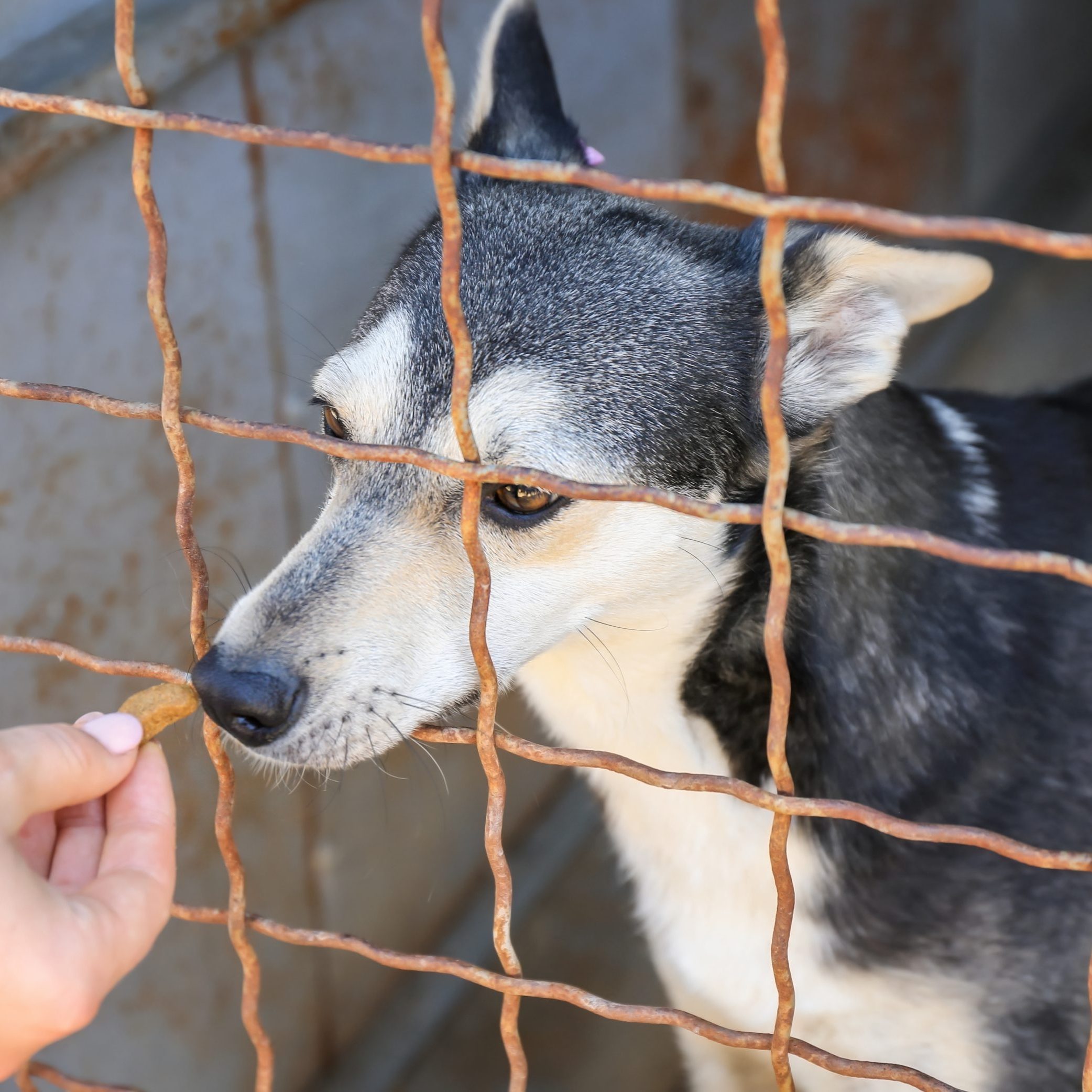 Volunteer feeding dog at animal shelter. Adoption concept